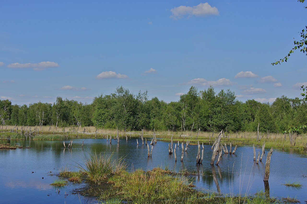 Hamburg ( Lemsahl-Mellingstedt ), Germany : Marsh and birchwood at Wittmoor