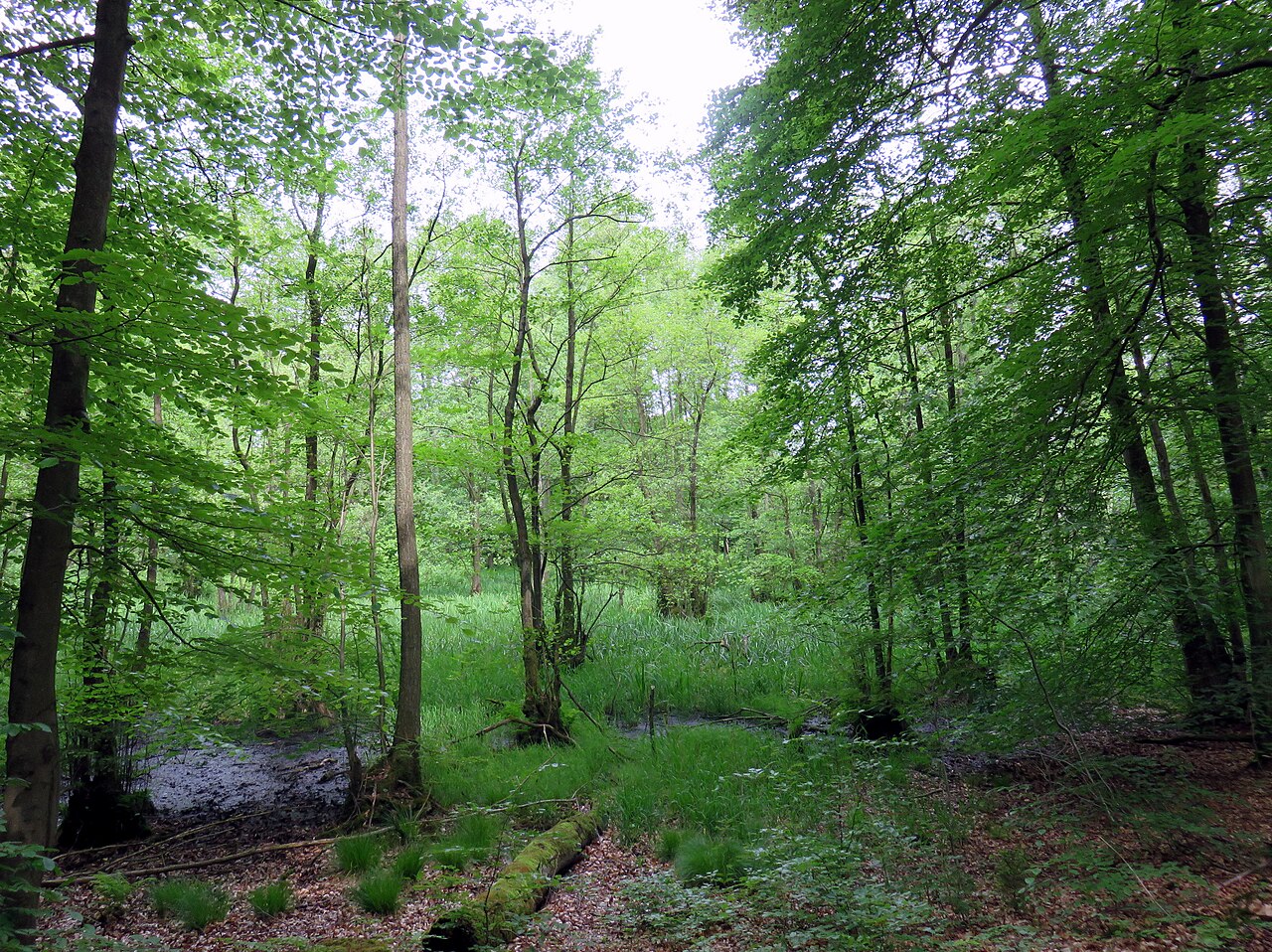 Ammersbek-Sumpf im Naturschutzgebiet Wohldorfer Wald in Hamburg-Wohldorf-Ohlstedt