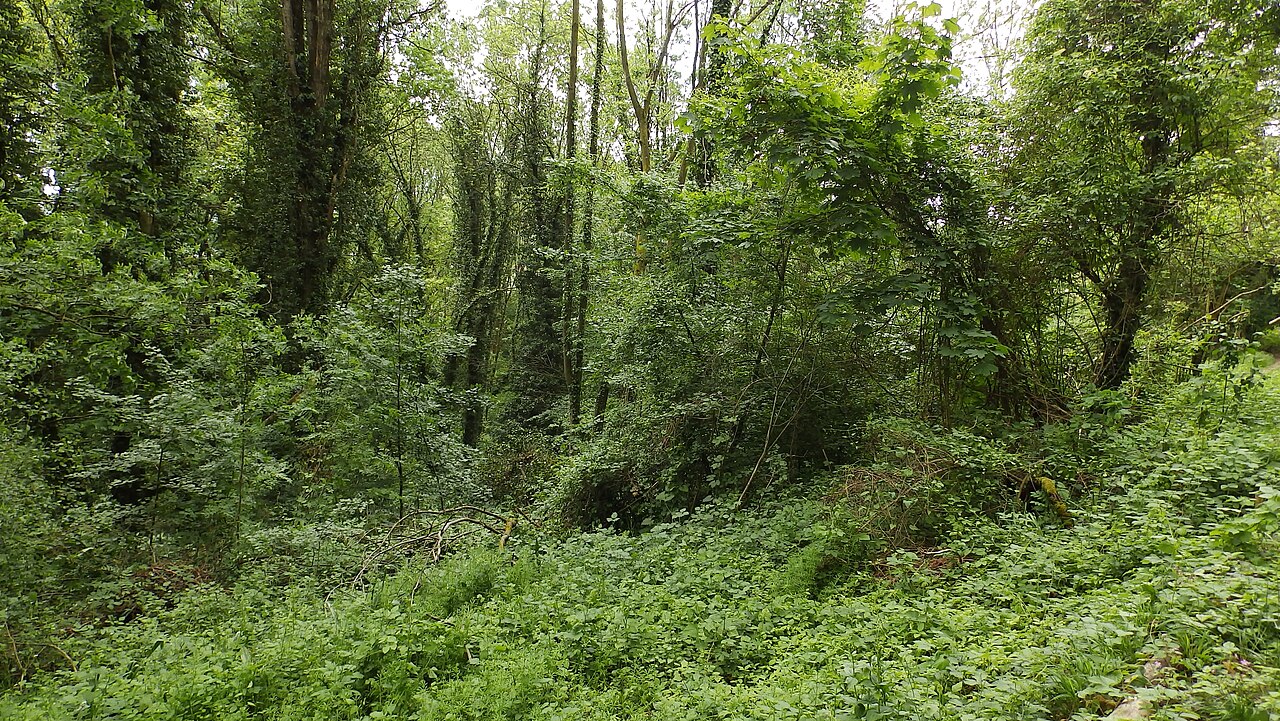 Fotografie des Dickichts im Naturschutzgebiet "Wüstnächstenbach und Haferbuckel" bei Weinheim