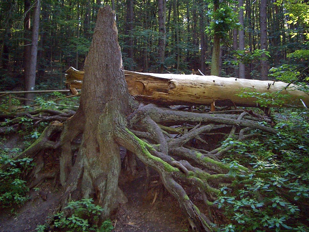 Das Naturdenkmal Wurzelfichte, eine ehemals 35 m hohe Fichte im Naturpark Märkische Schweiz