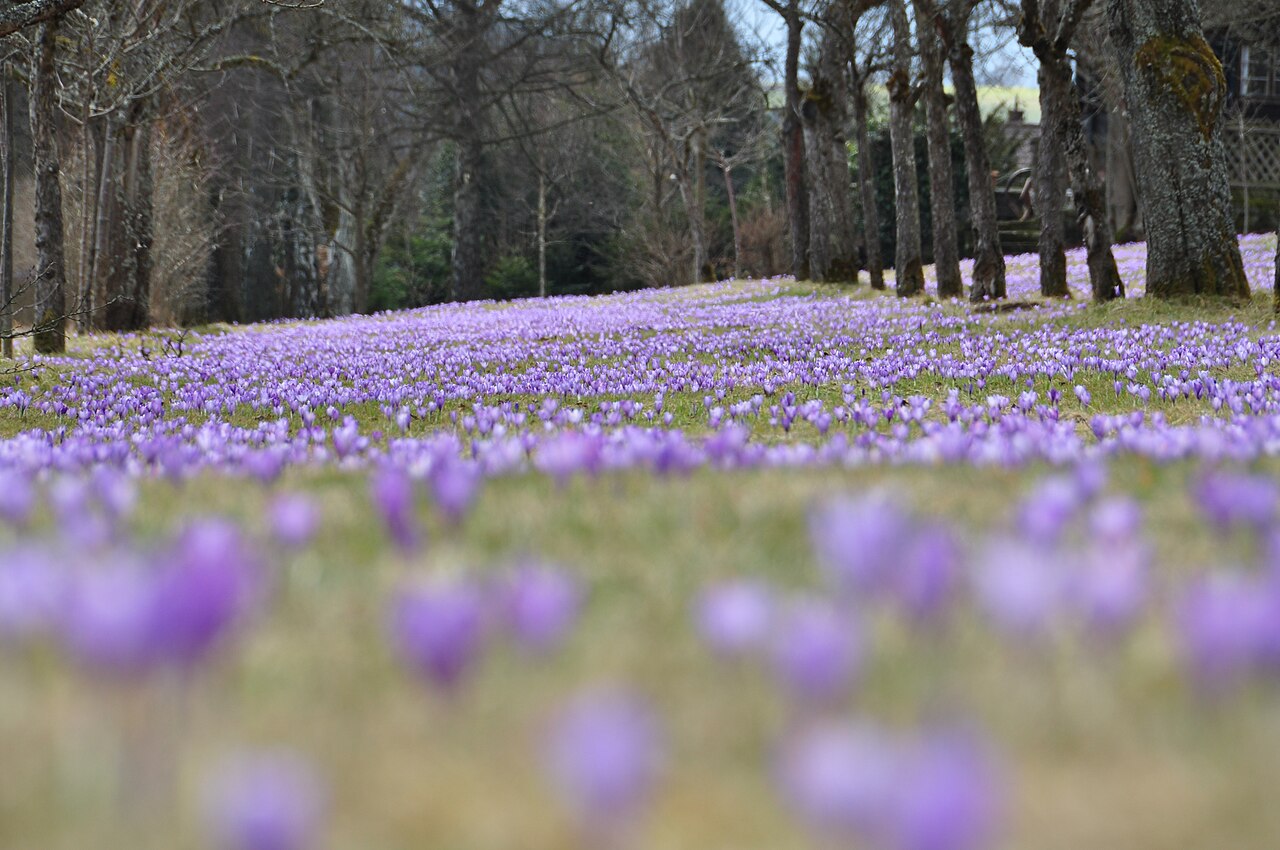 Crocus vernus s