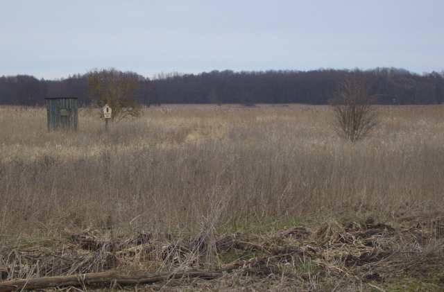 Blick in das Naturschutzgebiet Zehlendorfer Moor von Westen