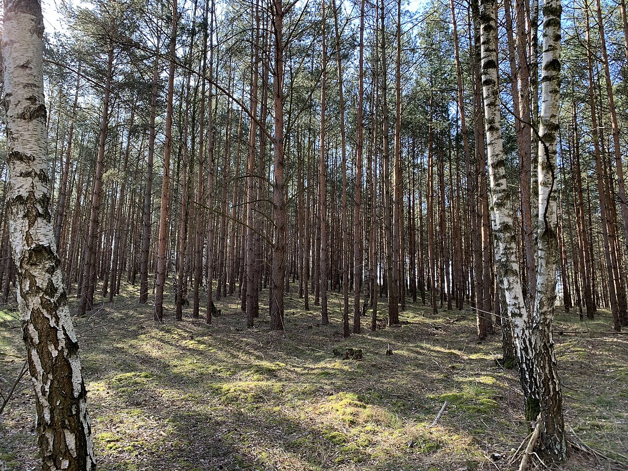 Ziebchenberg, eine 81m hohe Erhebung in Michendorf, Brandenburg
