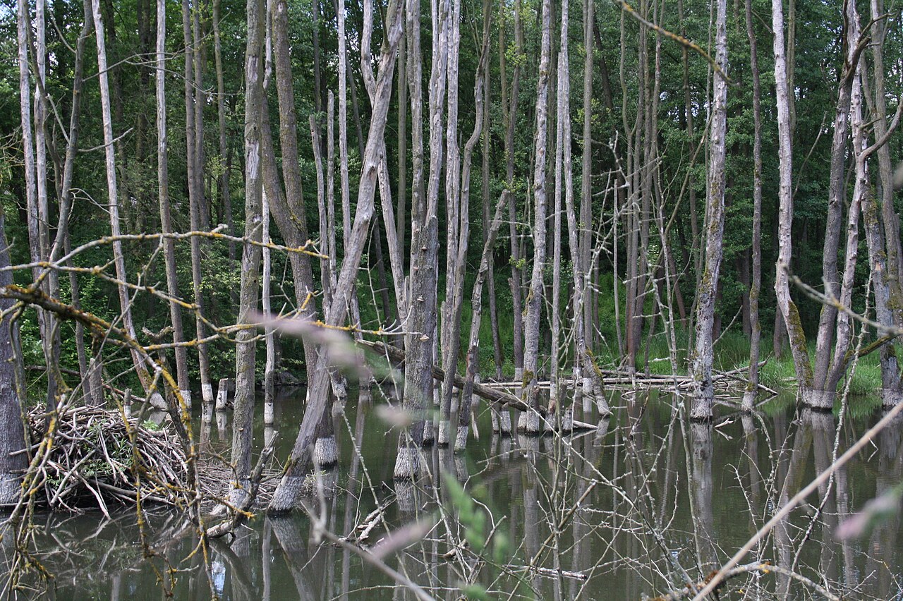 Zienerwiesen bei Oberzell (Sinntal)