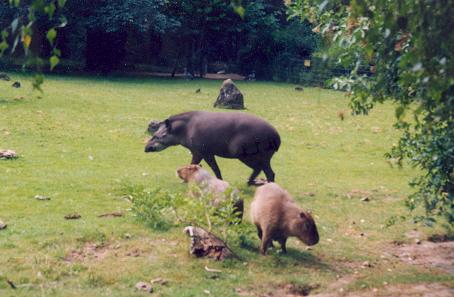 'South-America-meadow' in Dortmund Zoo, Germany, with capybaras and a lowland tapir