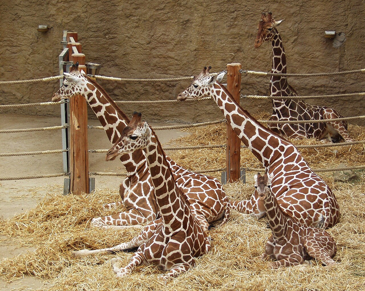 Reticulated giraffe ( Giraffa camelopardalis reticulata ) in Zoo Duisburg, Germany