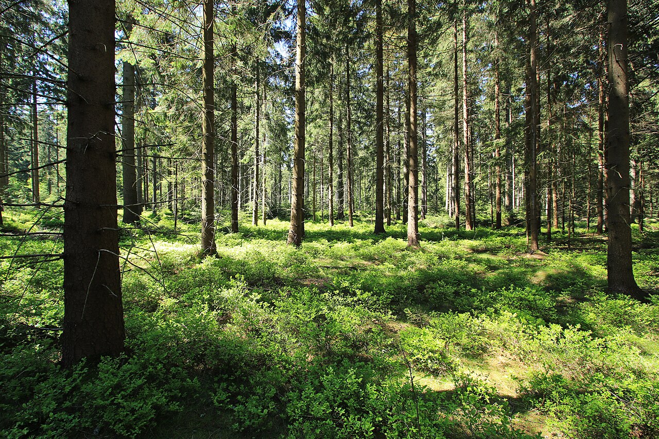 Naturschutzgebiet Zwönitzer Moosheide C 99 in Sachsen